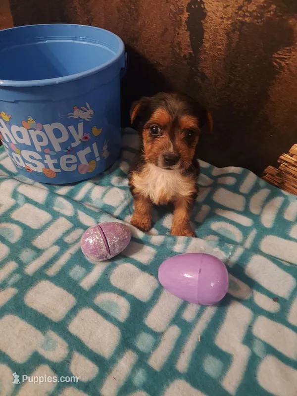 Yorkie M4 – Yorkshire Terrier puppy for sale in Slidell, LA