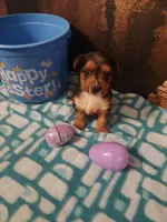 Yorkie M4, a male Yorkshire Terrier for sale in Slidell, LA – Photo 3 of 3