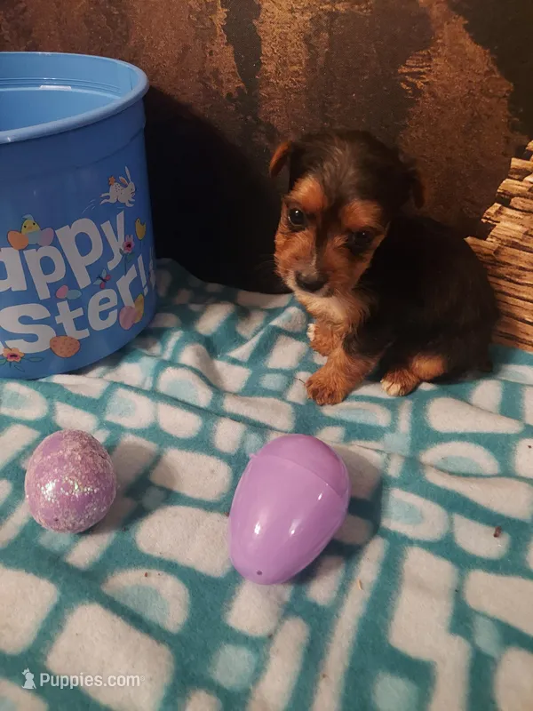 Yorkie M4 – Yorkshire Terrier puppy for sale in Slidell, LA