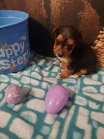 Yorkie M4, a male Yorkshire Terrier for sale in Slidell, LA – Photo 1 of 3