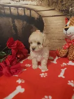 Poo3, a female Yorkipoo for sale in Slidell, LA – Photo 3 of 3