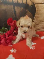 Poo3, a female Yorkipoo for sale in Slidell, LA – Photo 2 of 3