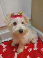 Snow , a female Miniature Schnauzer for sale in Slidell, LA – Photo 1 of 2