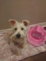 Snowy, a female Miniature Schnauzer for sale in Slidell, LA – Photo 2 of 3