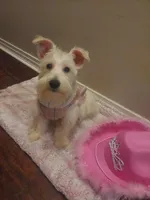 Snowy, a female Miniature Schnauzer for sale in Slidell, LA – Photo 3 of 3