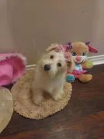 Snowy, a female Miniature Schnauzer for sale in Slidell, LA – Photo 2 of 3