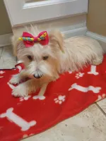 Snow , a female Miniature Schnauzer for sale in Slidell, LA – Photo 2 of 2