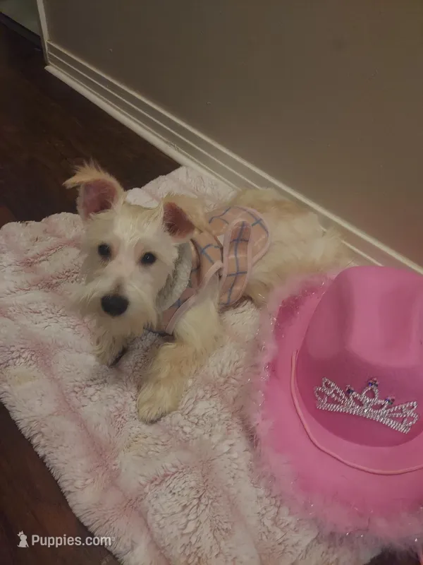 Snowy – Miniature Schnauzer puppy for sale in Slidell, LA