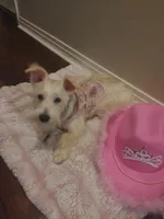 Snowy, a female Miniature Schnauzer for sale in Slidell, LA – Photo 1 of 3