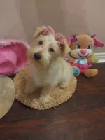 Snowy, a female Miniature Schnauzer for sale in Slidell, LA – Photo 3 of 3