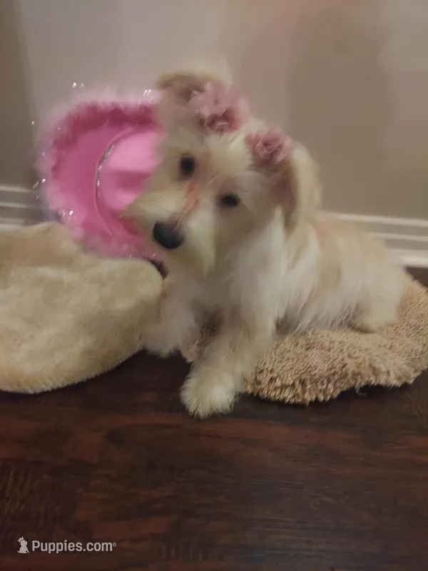 Snowy – Miniature Schnauzer puppy for sale in Slidell, LA