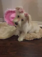 Snowy, a female Miniature Schnauzer for sale in Slidell, LA – Photo 1 of 3