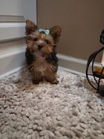 Sweet pea , a female Yorkshire Terrier for sale in Slidell, LA – 1 of 4