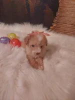 LADY Poo , a female Poodle - Toy  for sale in Slidell, LA – Photo 3 of 3