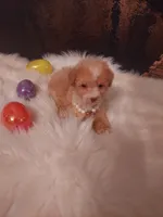 LADY Poo , a female Poodle - Toy  for sale in Slidell, LA – Photo 2 of 3