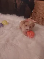 LADY Poo , a female Poodle - Toy  for sale in Slidell, LA – Photo 1 of 3