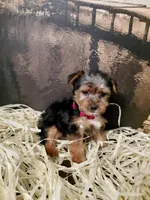 Yorkie M6, a male Yorkshire Terrier for sale in Slidell, LA – Photo 2 of 3