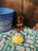 Yorkie M6, a male Yorkshire Terrier for sale in Slidell, LA – Photo 2 of 3