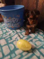 Yorkie M6, a male Yorkshire Terrier for sale in Slidell, LA – Photo 1 of 3
