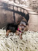 Yorkie M6, a male Yorkshire Terrier for sale in Slidell, LA – Photo 3 of 3