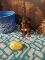 Yorkie M6, a male Yorkshire Terrier for sale in Slidell, LA – Photo 3 of 3