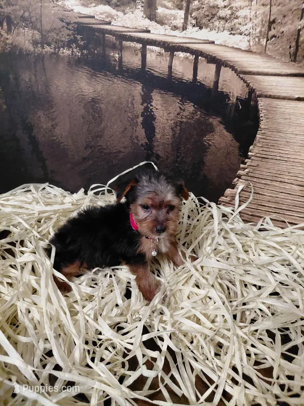 Yorkie M6 – Yorkshire Terrier puppy for sale in Slidell, LA