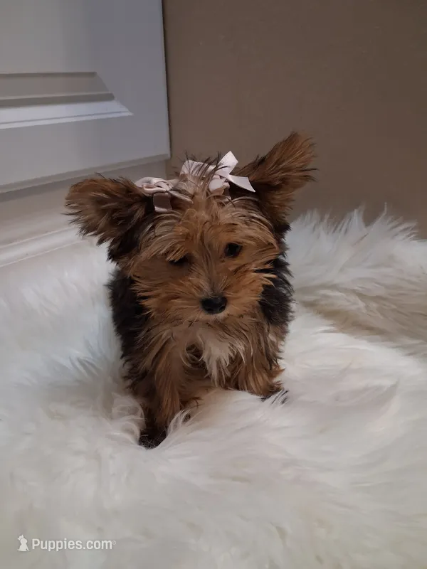 Star  – Yorkshire Terrier puppy for sale in Slidell, LA