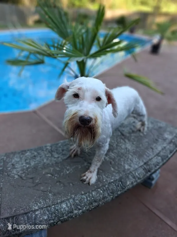 Snowball  – Miniature Schnauzer puppy for sale in Slidell, LA