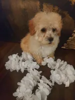 Poo2, a male Yorkipoo for sale in Slidell, LA – Photo 2 of 3