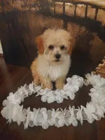 Poo2, a male Yorkipoo for sale in Slidell, LA – Photo 3 of 3