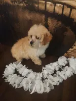 Poo2, a male Yorkipoo for sale in Slidell, LA – Photo 1 of 3