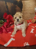 Poo2, a male Yorkipoo for sale in Slidell, LA – Photo 1 of 3