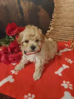 Poo2, a male Yorkipoo for sale in Slidell, LA – Photo 2 of 3