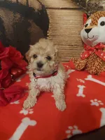 Poo2, a male Yorkipoo for sale in Slidell, LA – Photo 3 of 3