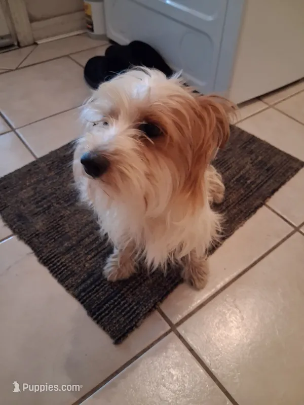 Marco – Yorkshire Terrier puppy for sale in Slidell, LA