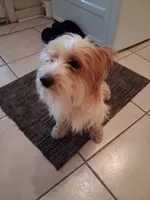 Marco, a male Yorkshire Terrier for sale in Slidell, LA – 1 of 3
