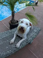 Snowball , a male Miniature Schnauzer for sale in Slidell, LA – 1 of 2
