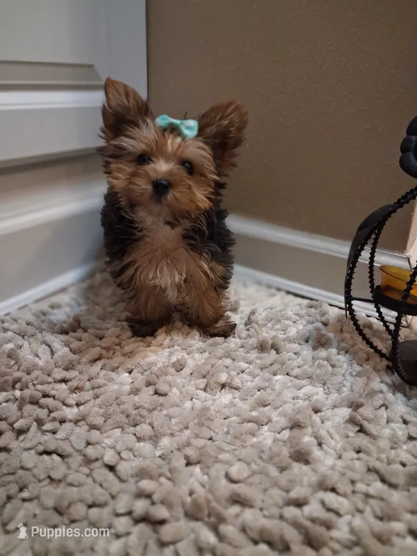 Star  – Yorkshire Terrier puppy for sale in Slidell, LA