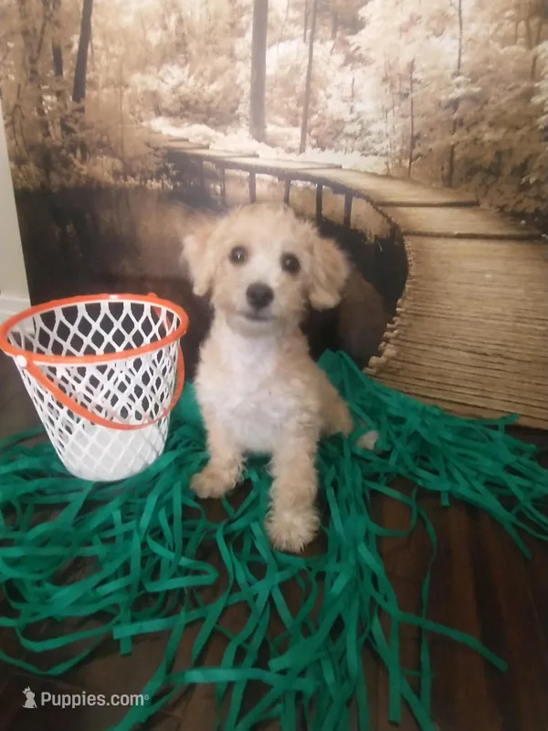 Tunk – Yorkipoo puppy for sale in Slidell, LA