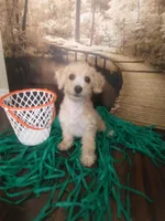 Tunk, a male Yorkipoo for sale in Slidell, LA – Photo 1 of 3