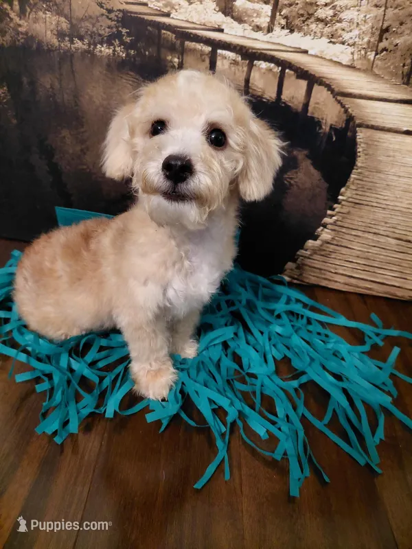 Tunk – Yorkipoo puppy for sale in Slidell, LA