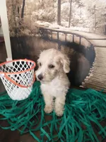 Tunk, a male Yorkipoo for sale in Slidell, LA – Photo 3 of 3