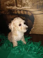 Tunk, a male Yorkipoo for sale in Slidell, LA – Photo 2 of 3