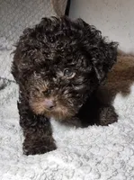 chocolate Fluffy M, a male Yorkipoo for sale in Sacramento, CA – 2 of 3
