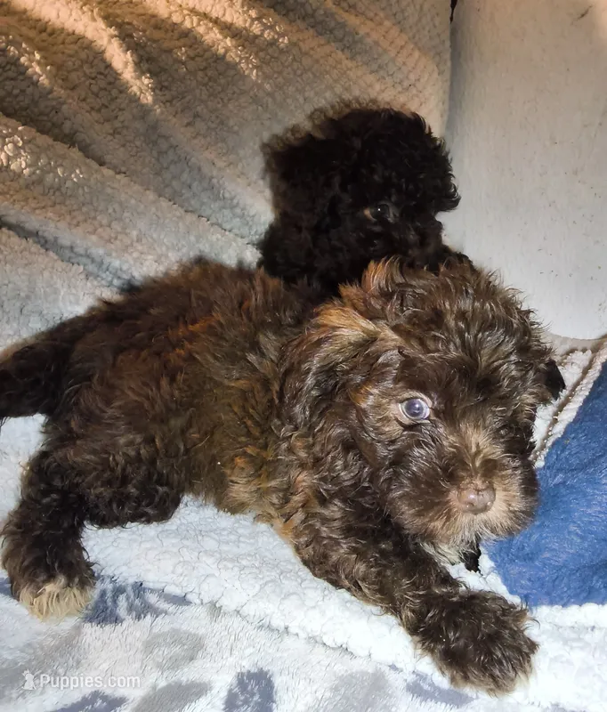 Fluffy F yorkiepoo – Yorkipoo puppy for sale in Sacramento, CA