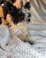 Fluffy small F Oreo , a female Maltipoo and Yorkipoo for sale in Sacramento, CA – 1 of 2