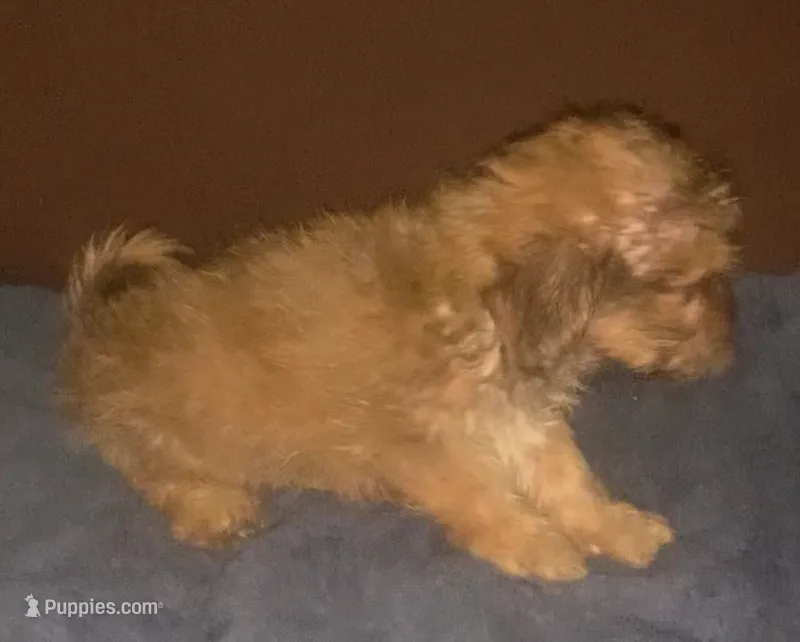 small yorkiepooX – Yorkipoo, Morkie puppy for sale in Sacramento, CA