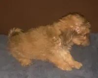 small yorkiepooX, a male Yorkipoo and Morkie for sale in Sacramento, CA – 1 of 2