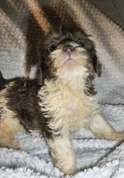 tiny F fluffy sweet baby, a female Yorkipoo and Shorkie for sale in Sacramento, CA – 2 of 2