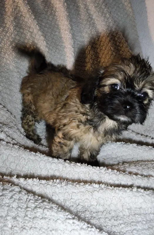 Yorkie like F fluffy – Yorkipoo, Shorkie puppy for sale in Sacramento, CA
